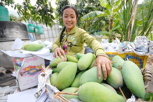 Cả làng thành tỷ phú nhờ xoài 3 màu - ảnh 1