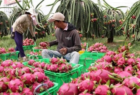 Xử phạt 28 thương lái Trung Quốc thu mua thanh long trái phép - ảnh 1