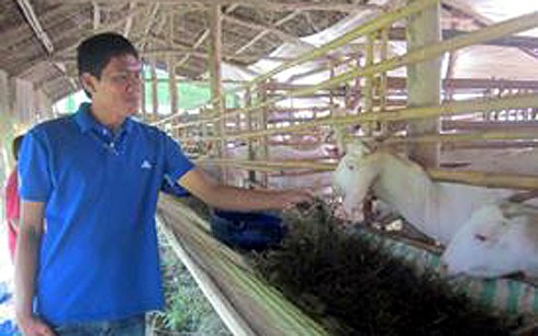 Giá dê tăng mạnh, người nuôi ồ ạt tăng đàn - ảnh 1