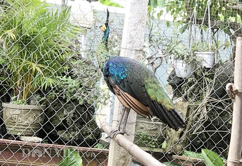 Vật nuôi cảnh