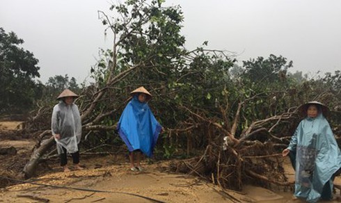 Tan hoang vùng bưởi Phúc Trạch sau lũ - ảnh 1
