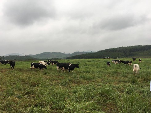 TH milk đầu tư 90 tỷ đồng làm hầm Biogas lớn nhất VN xử lý hoàn toàn chất thải - ảnh 2