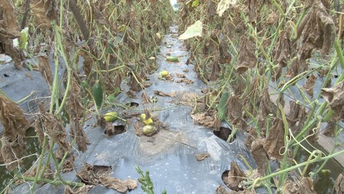 Giá dưa quá rẻ mạt, nông dân bỏ ruộng không thu hoạch - ảnh 1