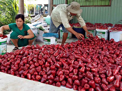 Tuyển quả mận đẹp xuất sang Trung Quốc với giá “khủng” - ảnh 1