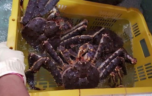 Cua dài 1 mét, giá chục triệu mỗi con