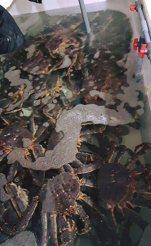 Cua dài 1 mét, giá chục triệu mỗi con