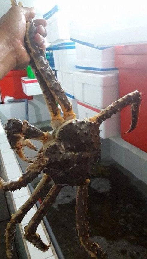 Cua dài 1 mét, giá chục triệu mỗi con