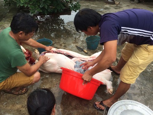 Thịt lợn giá thấp khủng hoảng, người nuôi thả rông, dân đua nhau đánh đụng - ảnh 1