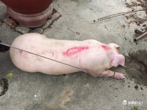 Thịt lợn giá thấp khủng hoảng, người nuôi thả rông, dân đua nhau đánh đụng - ảnh 2