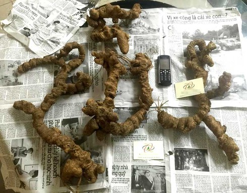 Rửa chân cho gà ngàn đô, tam thất giá trăm triệu, lợn thảo dược gây tò mò - ảnh 3
