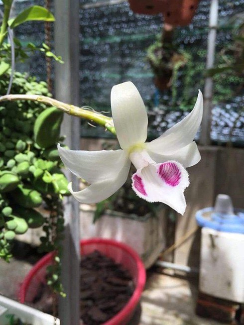 Đại gia Hòa Bình sẵn sàng chi 2,7 tỷ để mua mấy cành lan: Bí ẩn 'nàng' phi điệp 5ct