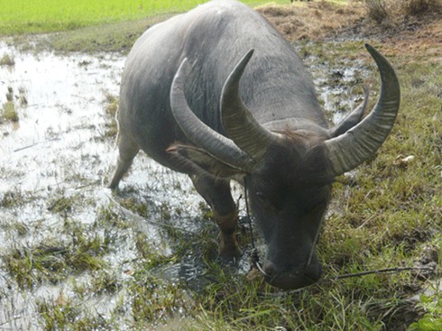 Đua nhau đi xem trâu