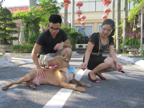 Đi xem chó “chiến” và nghe quạ… hát - ảnh 1