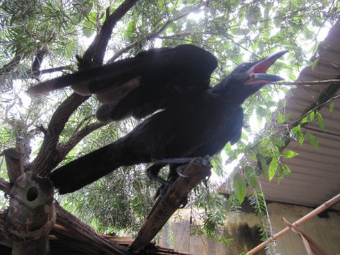 Đi xem chó “chiến” và nghe quạ… hát - ảnh 3