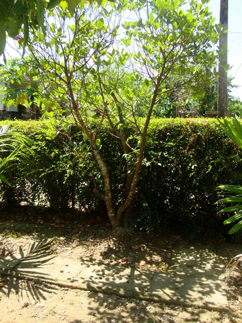 Cận cảnh ngôi nhà của Đại tướng Võ Nguyên Giáp - ảnh 9