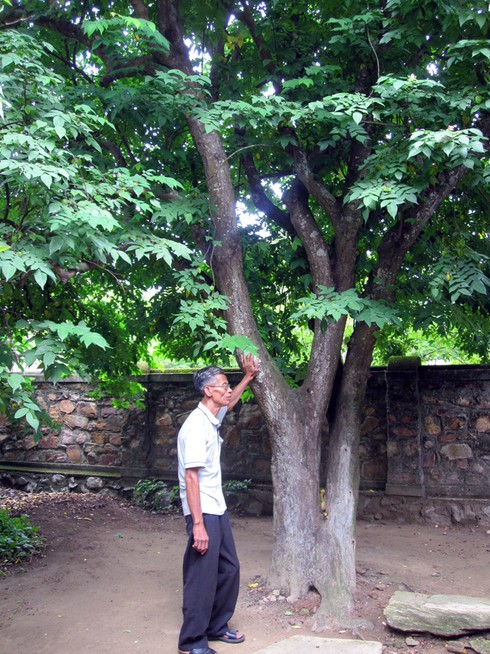 Cây khế 100 tuổi bên nhà Đại tướng.