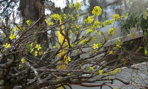 Cận cảnh cây mai có giá bằng chiếc ô tô - ảnh 2