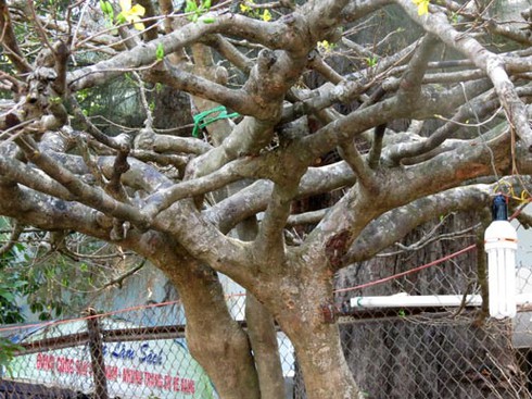 Cận cảnh cây mai có giá bằng chiếc ô tô - ảnh 4