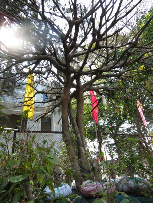 Cận cảnh cây mai có giá bằng chiếc ô tô - ảnh 5