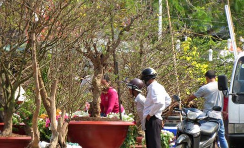 Cận cảnh cây mai có giá bằng chiếc ô tô - ảnh 6