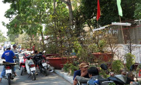 Cận cảnh cây mai có giá bằng chiếc ô tô - ảnh 7