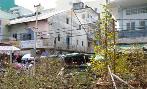 Cận cảnh cây mai có giá bằng chiếc ô tô - ảnh 8