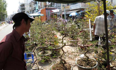 Cận cảnh cây mai có giá bằng chiếc ô tô - ảnh 10