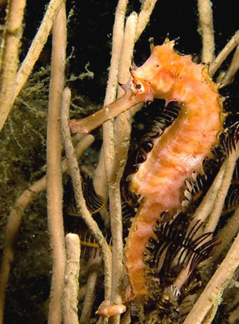 Tìm dương dược giúp