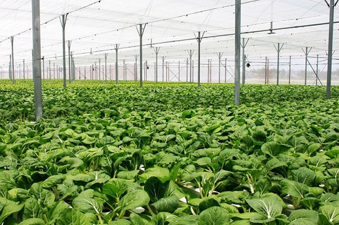 Vingroup ra mắt sản phẩm rau nhà kính đầu tiên - ảnh 1