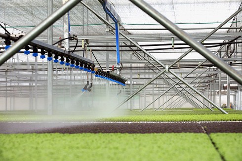 Vingroup ra mắt sản phẩm rau nhà kính đầu tiên - ảnh 4