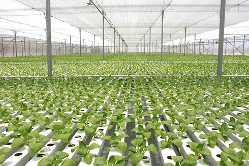 “Mục sở thị” công nghệ nông nghiệp đỉnh cao của Israel tại VinEco - ảnh 1