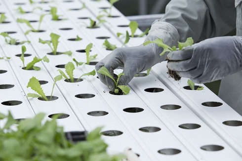 “Mục sở thị” công nghệ nông nghiệp đỉnh cao của Israel tại VinEco - ảnh 6