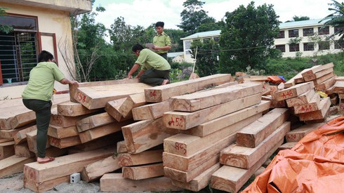 Đình chỉ cán bộ hải quan vụ gỗ Pơ mu tại Quảng Nam - ảnh 1