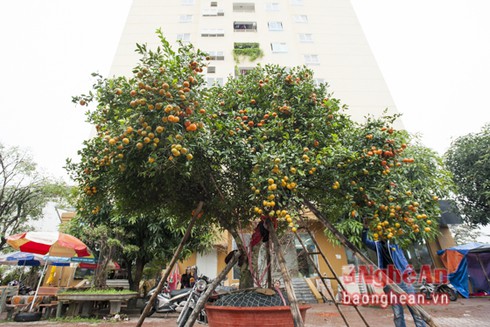 Quýt cổ thụ hơn 150 triệu đồng 'đổ bộ' thị trường Tết - ảnh 1