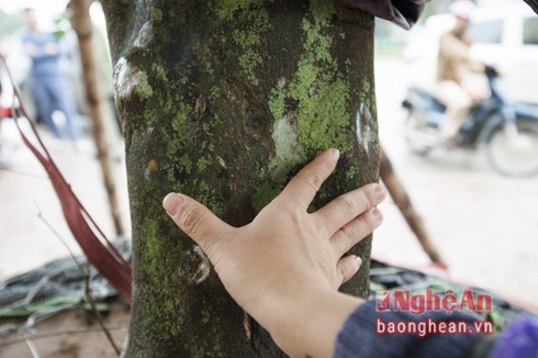 Quýt cổ thụ hơn 150 triệu đồng 'đổ bộ' thị trường Tết - ảnh 2