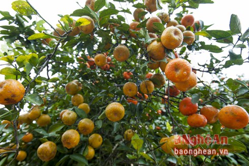 Quýt cổ thụ hơn 150 triệu đồng 'đổ bộ' thị trường Tết - ảnh 3