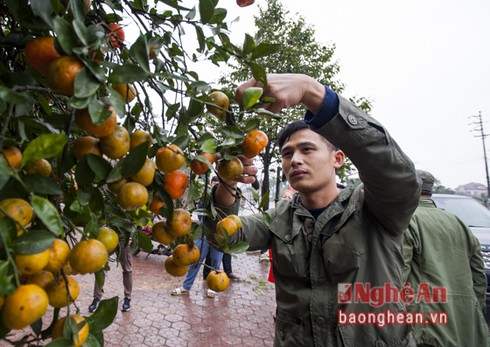 Quýt cổ thụ hơn 150 triệu đồng 'đổ bộ' thị trường Tết - ảnh 4