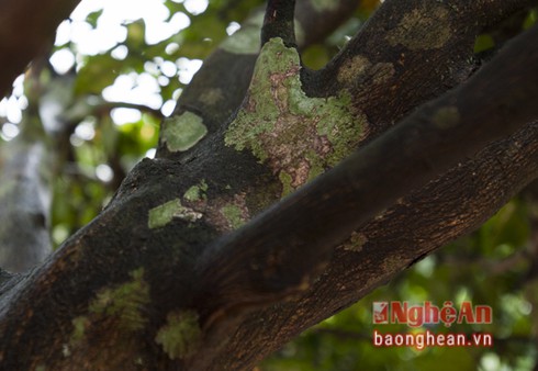 Quýt cổ thụ hơn 150 triệu đồng 'đổ bộ' thị trường Tết - ảnh 5