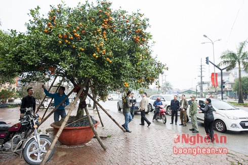 Quýt cổ thụ hơn 150 triệu đồng 'đổ bộ' thị trường Tết - ảnh 6