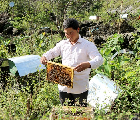 Thu hàng trăm triệu mỗi năm nhờ nuôi ong 