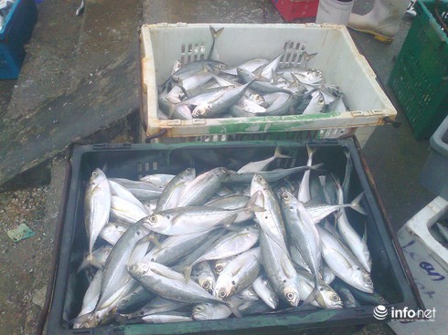 Ngư dân cảng Cửa Sót trúng đậm