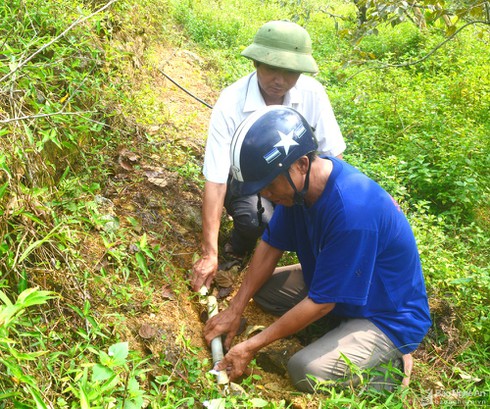 Không có thời gian 'ngủ đông', vựa hồng lớn nhất Nghệ An mất mùa