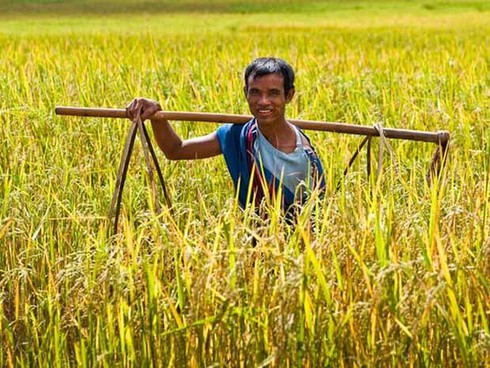 Myanmar sẽ vượt Việt Nam về xuất khẩu gạo - ảnh 1