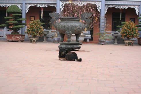 Tịnh tâm vãn cảnh chùa ngày 29 Tết - ảnh 2