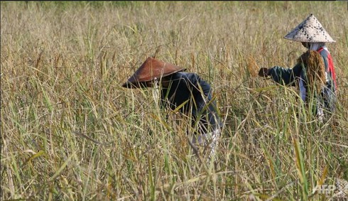 Ngừng trợ giá, Thái Lan tăng cường xuất khẩu gạo - ảnh 1