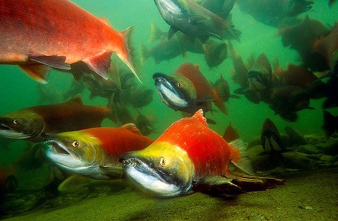 Khó tin cảnh tượng 10 triệu cá hồi đỏ lúc nhúc dưới sông - ảnh 10