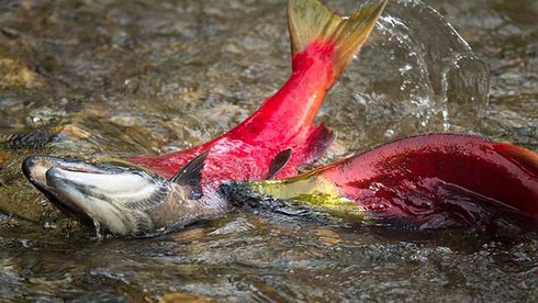 Khó tin cảnh tượng 10 triệu cá hồi đỏ lúc nhúc dưới sông - ảnh 11