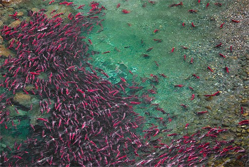 Khó tin cảnh tượng 10 triệu cá hồi đỏ lúc nhúc dưới sông - ảnh 3