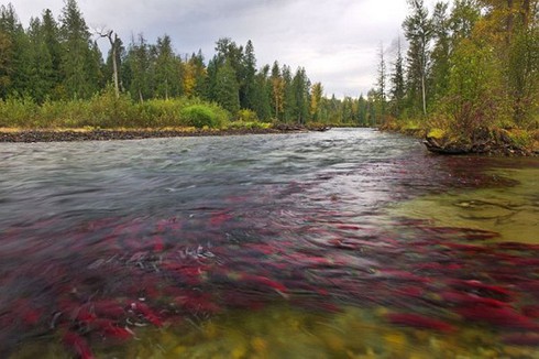 Khó tin cảnh tượng 10 triệu cá hồi đỏ lúc nhúc dưới sông - ảnh 5