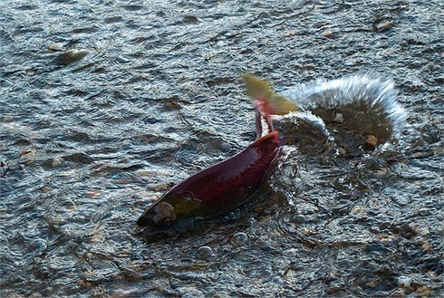 Khó tin cảnh tượng 10 triệu cá hồi đỏ lúc nhúc dưới sông - ảnh 9